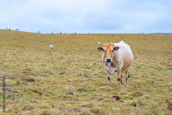 Obraz Vache Aubrac dans une prairie