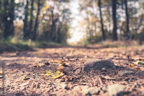 Obraz Chemin forestier à l'automne

