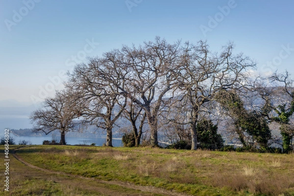 Fototapeta Bare trees in winter.