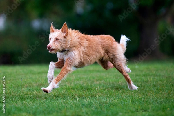 Obraz Lurcher running