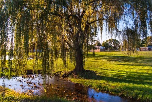 Obraz Weeping Willow Sunset