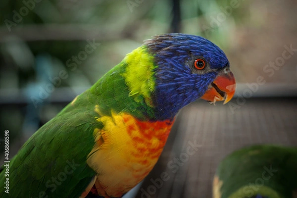 Obraz Rainbow  Lorikeet