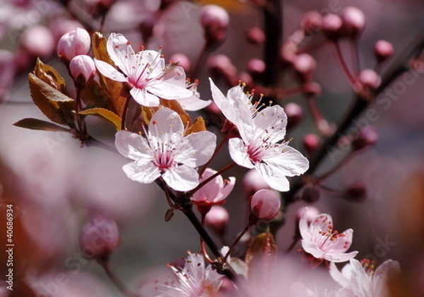 Obraz Kirschblüten