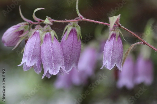 Obraz 紫色のホタルブクロ