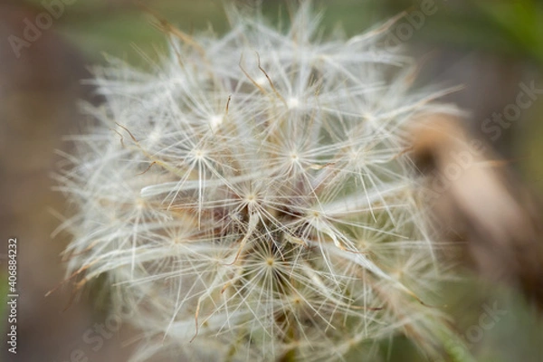 Fototapeta dandelion seed head