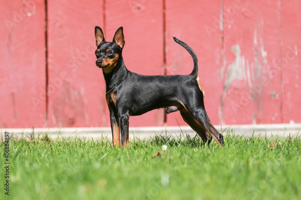 Obraz miniature pinscher standing