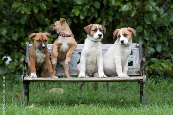 Obraz 4 cross bred puppy on a chair