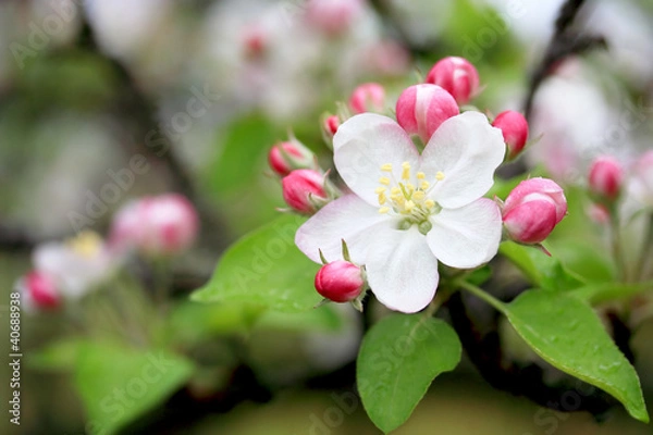 Obraz Apple Blossom