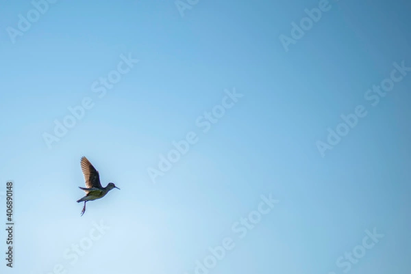 Obraz butterfly on the sky