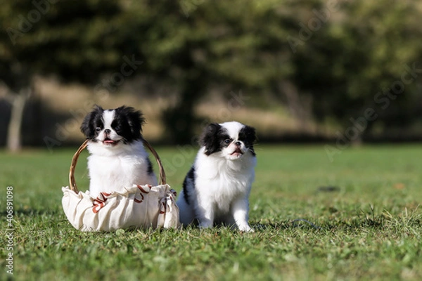 Obraz japanese chin puppy in basket and standing