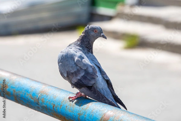 Obraz pigeon in the park