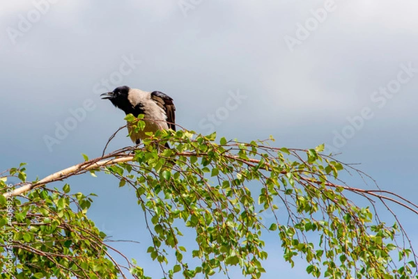Obraz crow on a branch
