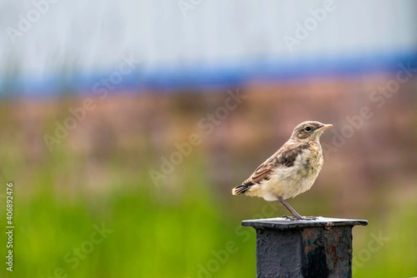 Obraz sparrow on a fence