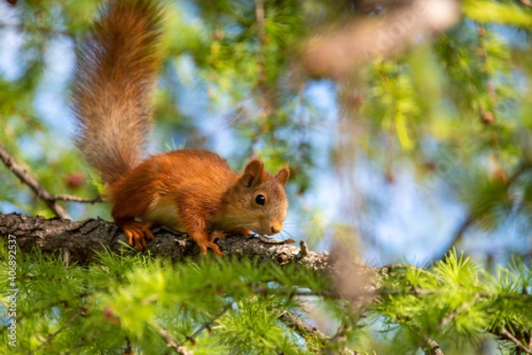Obraz red squirrel on a branch
