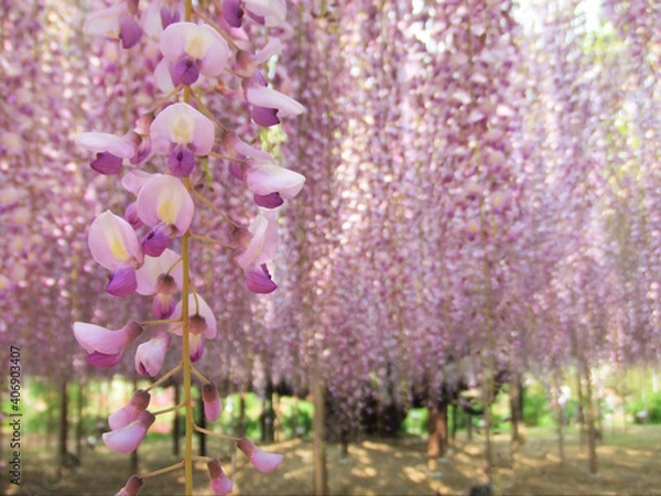 Obraz あしかがフラワーパークの藤の花