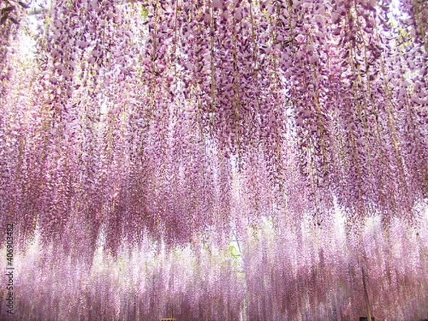 Obraz あしかがフラワーパークの藤の花