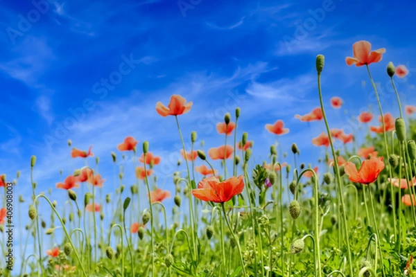 Fototapeta ポピーの花