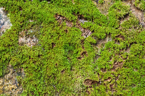 Obraz Green moss on the ground