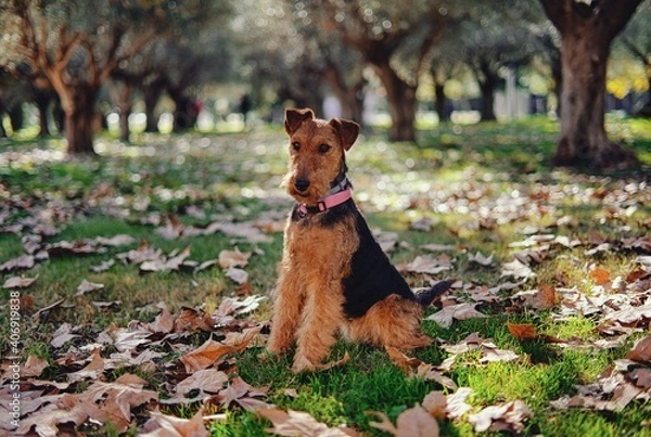 Obraz Welsh Terrier Dog