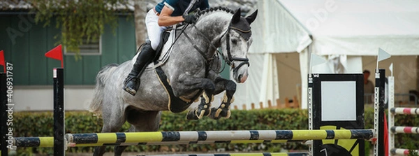 Fototapeta White horse jumping with rider during the test when jumping over an obstacle!.
