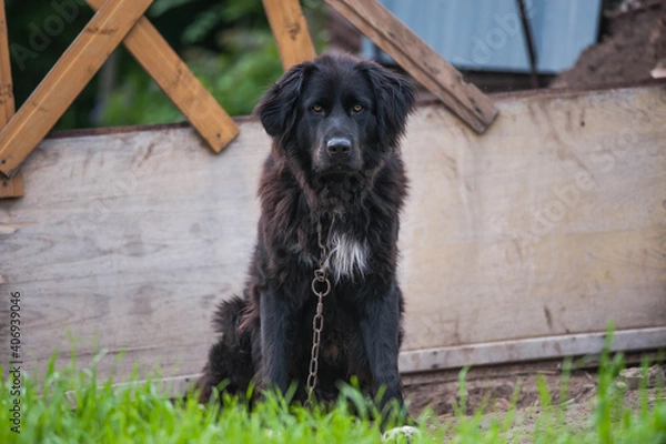Obraz black dog on chain
