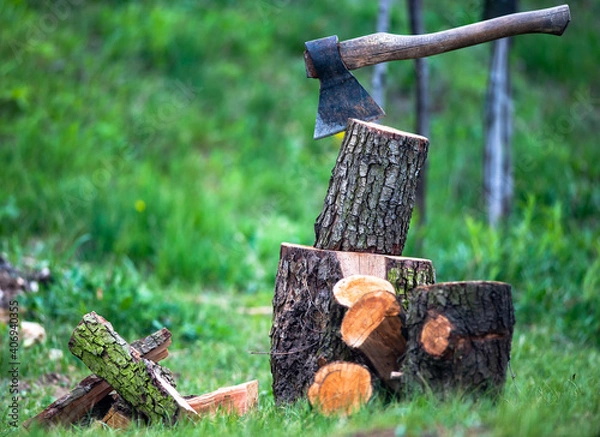 Obraz Harvesting firewood