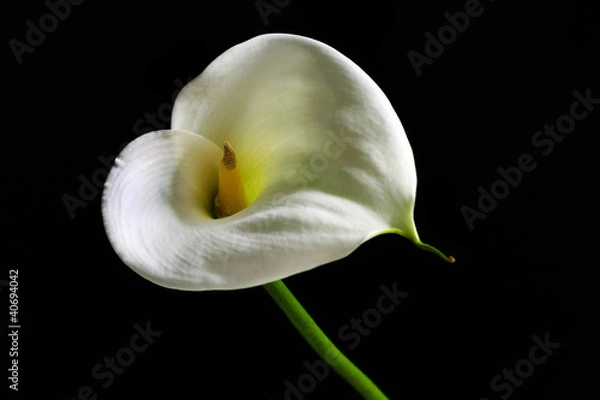 Obraz Zantedeschia