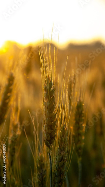 Obraz Wheat spikelets.