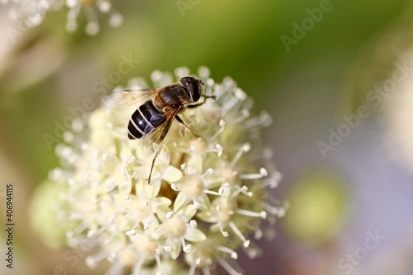 Obraz ヤツデの花と蜂