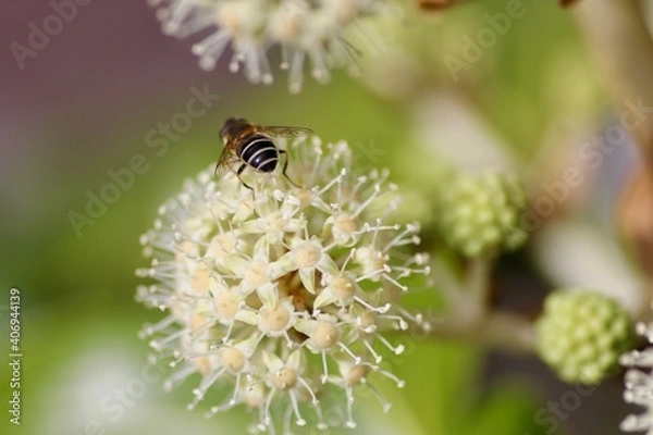 Obraz ヤツデの花と蜂