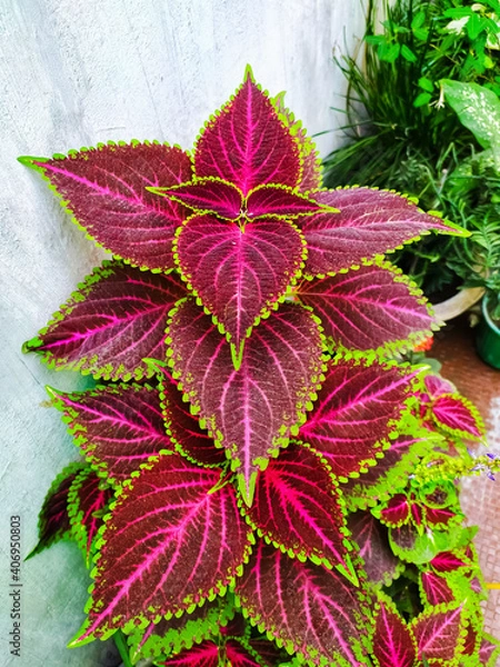 Fototapeta Coleus plant