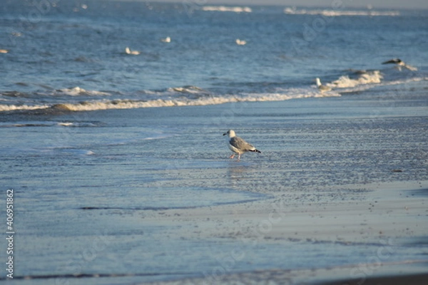 Obraz Vögel am Strand 