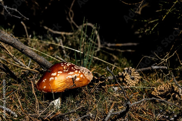 Obraz Seta o champiñón