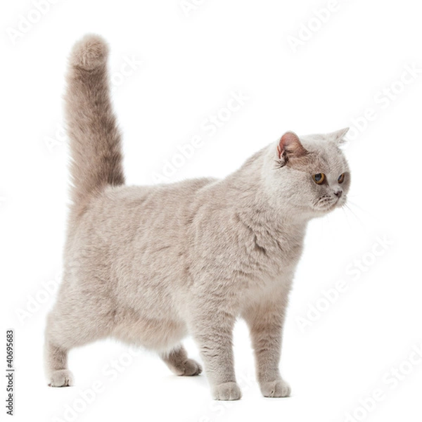 Fototapeta british cat isolated