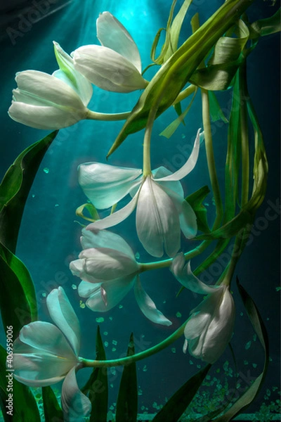 Obraz Composition with white tulips. Flowers under water