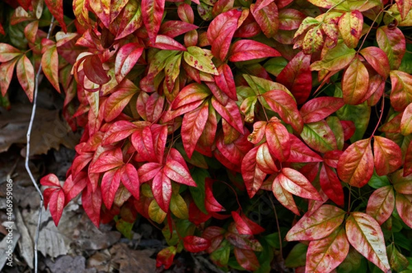 Fototapeta A spring view of Nandina domestica 'Firepower' in close up