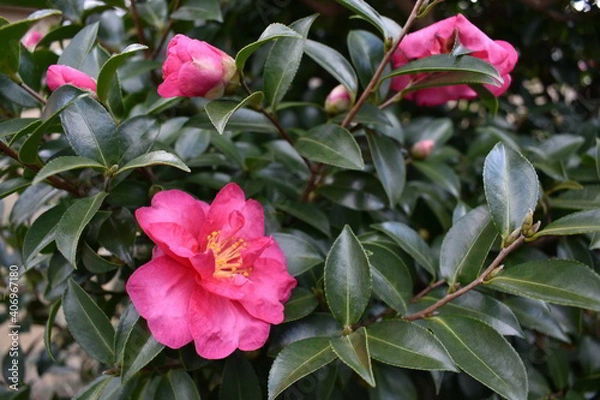 Obraz 滋賀県の良いところ