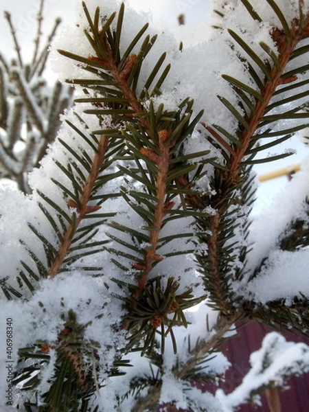 Fototapeta pine branches covered with snow