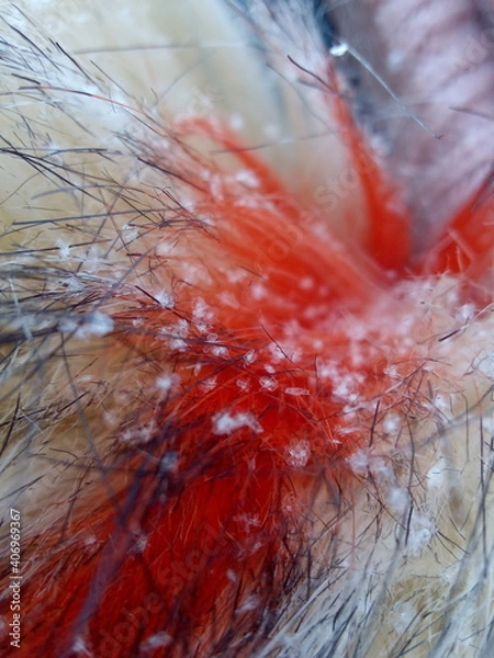 Fototapeta snow in the forest