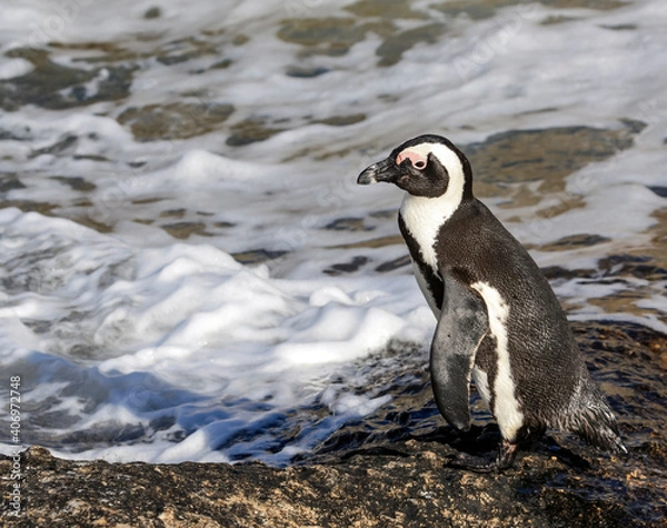 Obraz Penguin stands on the ocean shore before entering the water.