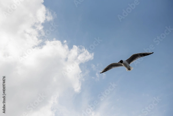 Obraz seagull in the sky