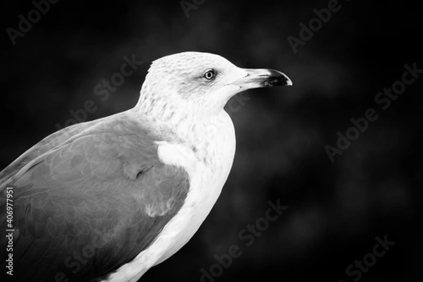 Obraz white gull 