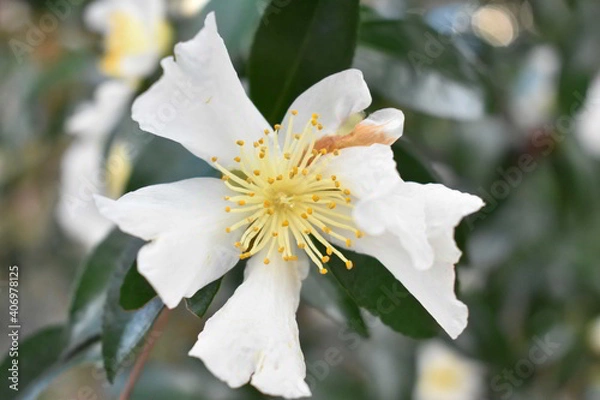 Obraz 滋賀県の良いところ