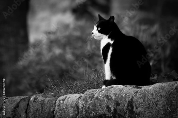 Obraz black and white cat