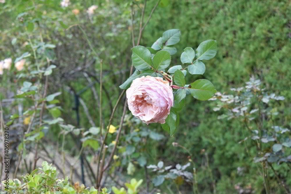 Obraz 滋賀県の良いところ