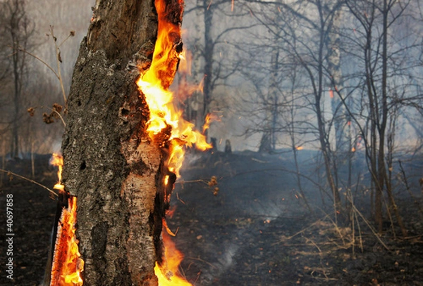 Fototapeta Burning tree