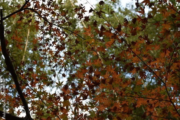 Obraz 滋賀県の良いところ