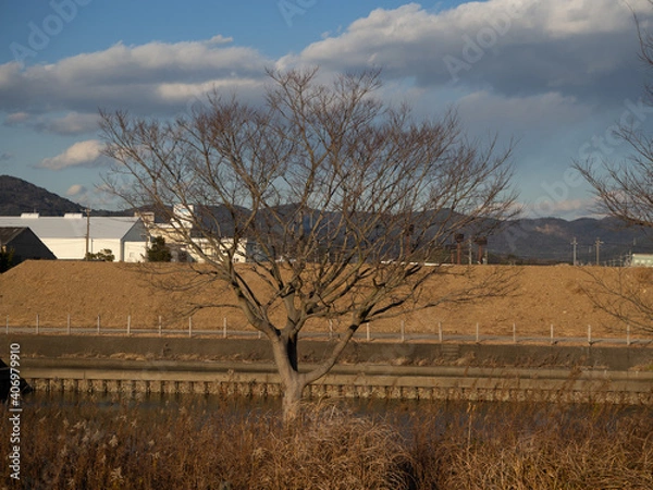 Obraz 真冬の固く閉じた木