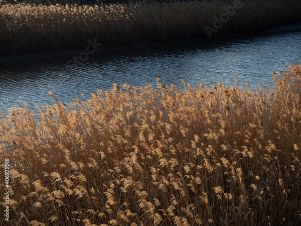 Obraz 川辺に葦が揺れている