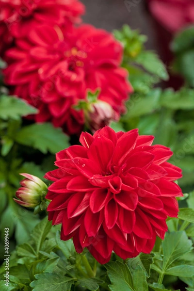 Obraz Dahlia flower